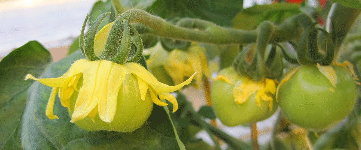 A growing vegetable plant